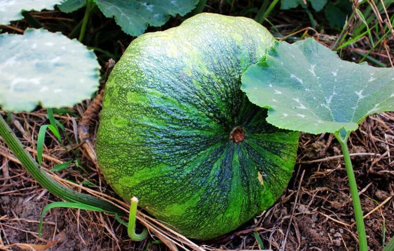 肥料養(yǎng)分診斷儀提高精準(zhǔn)測土水平