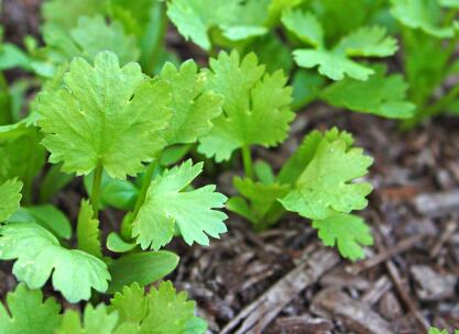 土壤成分測定儀為智慧農業(yè)轉型提供新引擎