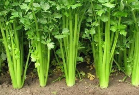 土壤重金屬測定儀