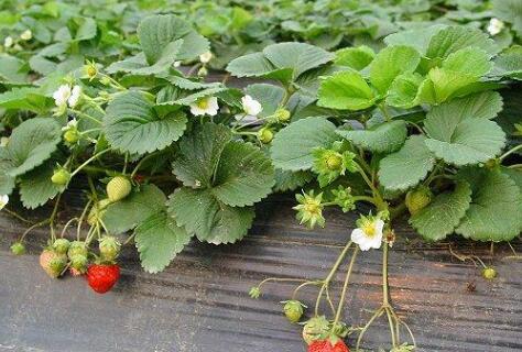 測(cè)土配方施肥儀 測(cè)土配方施肥儀