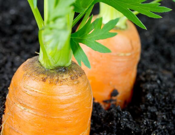 肥料養(yǎng)分速測(cè)儀 肥料養(yǎng)分速測(cè)儀