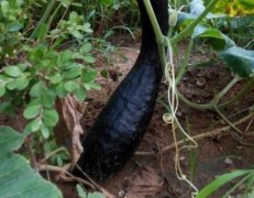 為數(shù)字農(nóng)業(yè)發(fā)展賦能離不開測(cè)土配方施肥儀