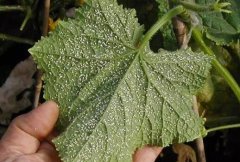 土壤水分測定儀助理科學施水工作