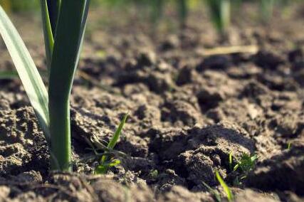 肥料養(yǎng)分檢測(cè)儀 肥料養(yǎng)分檢測(cè)儀