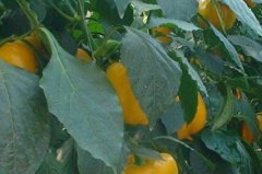 為什么現(xiàn)代農(nóng)業(yè)離不開(kāi)測(cè)土配方施肥儀器？