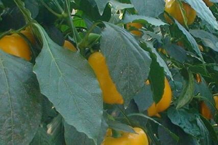 測(cè)土配方施肥儀