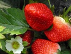 測(cè)土配方施肥儀助力農(nóng)作物穩(wěn)產(chǎn)穩(wěn)收