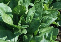 測土配方施肥儀提高農(nóng)業(yè)的數(shù)字化水平