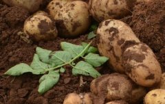 土壤重金屬測(cè)定儀哪家好？土壤重金屬速測(cè)儀價(jià)