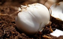 使用測(cè)土配方施肥儀可以緩解土壤污染問(wèn)題