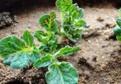 農(nóng)民科學(xué)施肥需要土壤氮磷鉀檢測(cè)儀