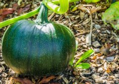 土壤氮磷鉀檢測(cè)儀提高測(cè)土施肥水平