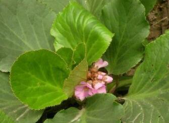 測(cè)土配方施肥儀