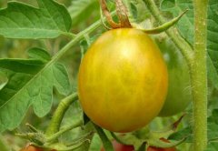 測(cè)土配方施肥儀合理減少肥料使用成本