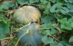 肥料養(yǎng)分檢測儀可以在農田進行現場檢測