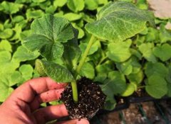 測(cè)土配方施肥儀避免肥料過(guò)度浪費(fèi)