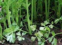 如何檢測(cè)微量元素肥料是否缺失？