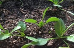 如何購(gòu)買適合農(nóng)戶的土壤養(yǎng)分測(cè)試儀？