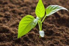 利用儀器加強(qiáng)對氮磷鉀肥精準(zhǔn)施加