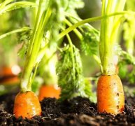 測(cè)土儀的使用提高作物產(chǎn)量