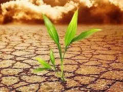 土壤養(yǎng)分檢測(cè)儀可以應(yīng)用在哪些地方？