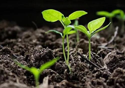 土壤pH值測(cè)定儀